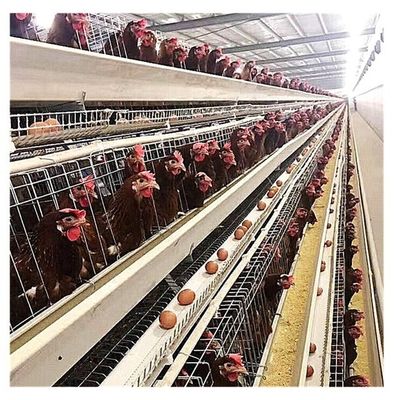 Los pájaros de la granja 120 160 pájaros acodan el pollo que la jaula U forma el acero