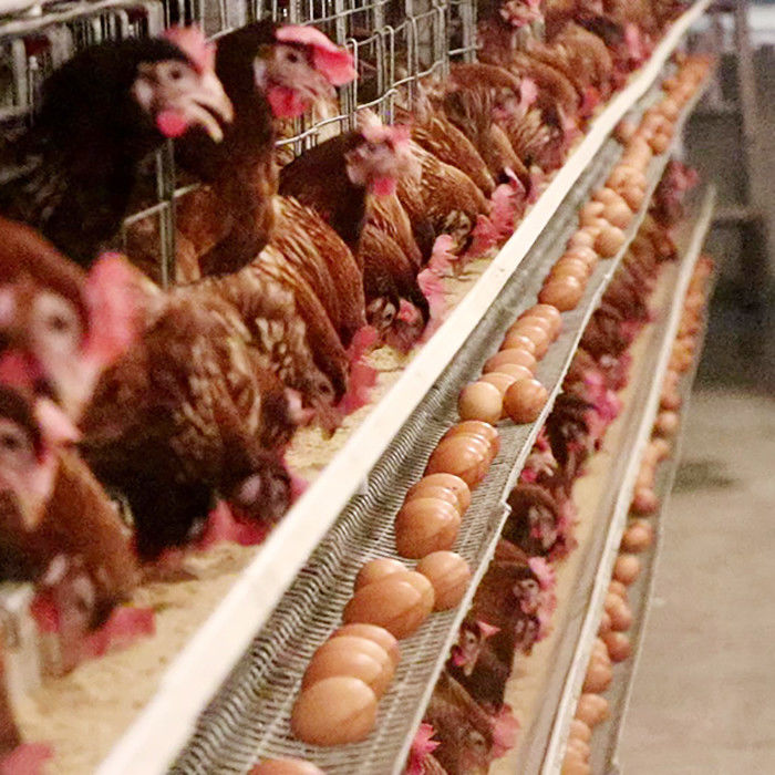 Jaulas de alimentación autos del pollo de la colocación de huevo, jaula de pájaros de la capa del alambre de acero Q235