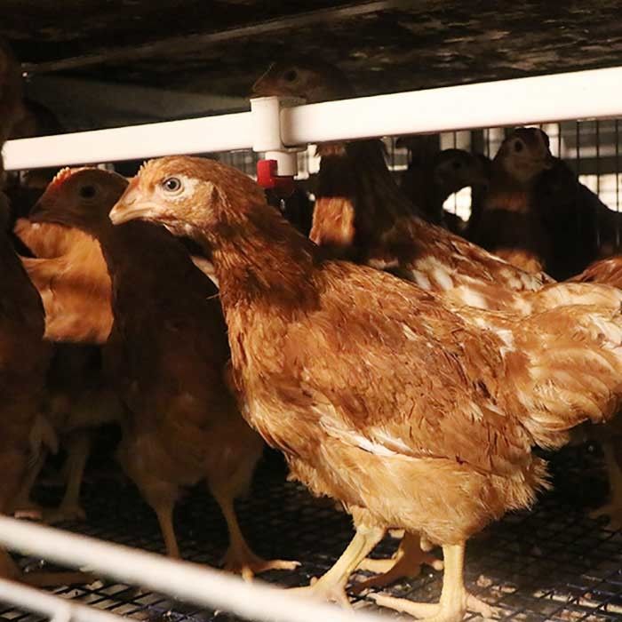 Cultivo antioxidante de la jaula de batería de las ponedoras de la jaula de la capa del huevo del pollo