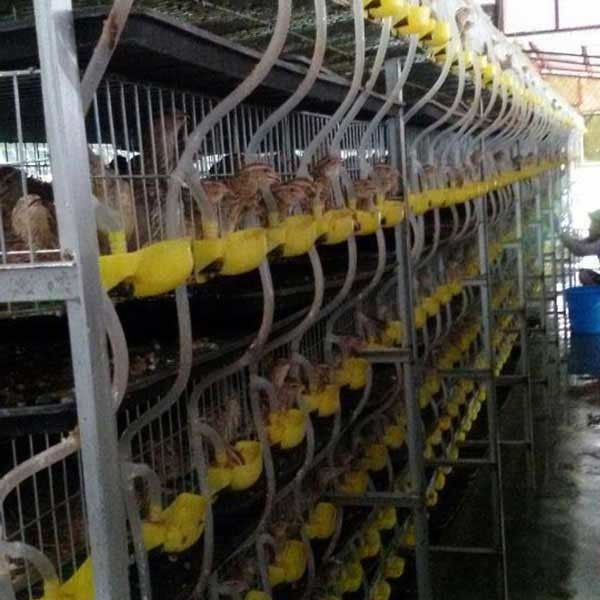 Las jaulas de colocación automáticas de huevo de codornices, codornices cultivan la capa que cultiva la jaula no tóxica