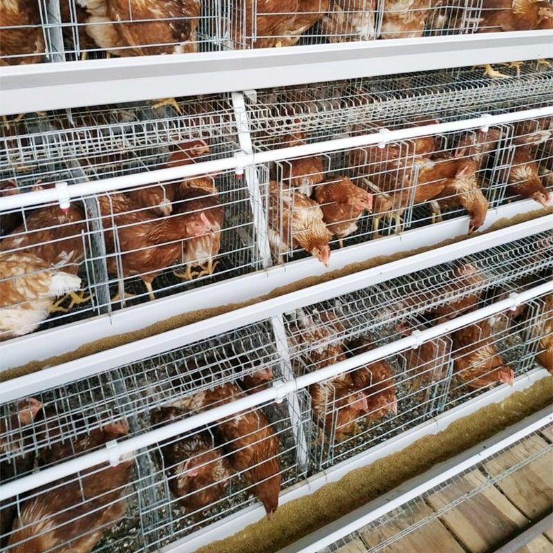 3/4 tipo jaula de la grada A de la capa del huevo del pollo de la jaula del pollo para las granjas avícolas