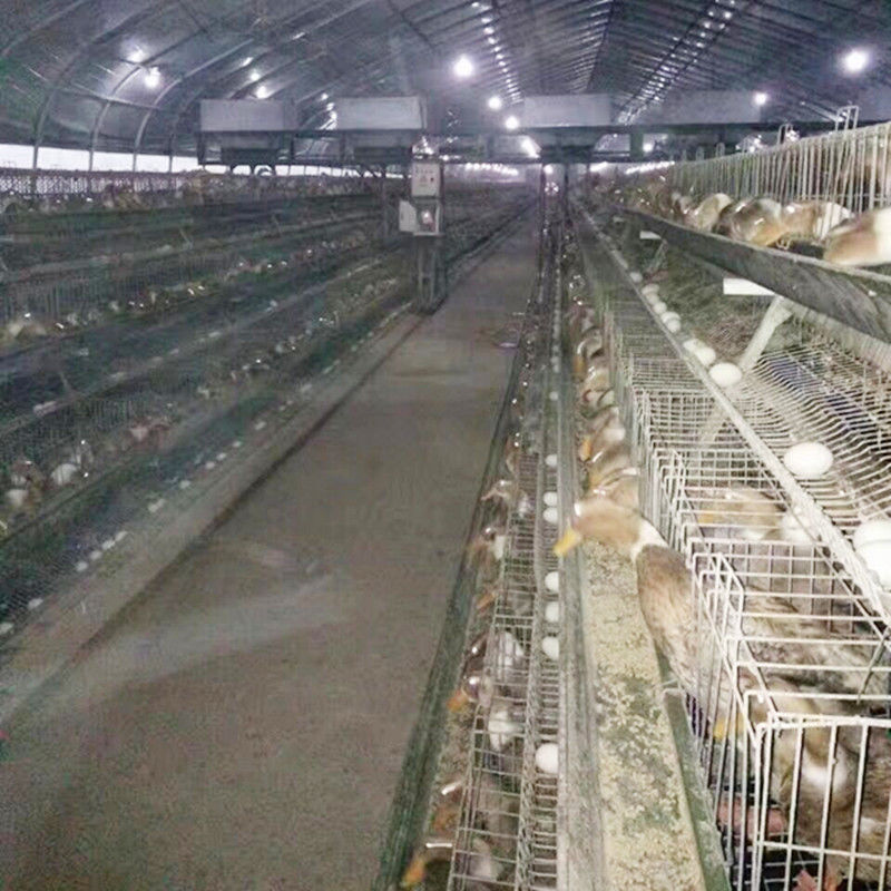 Una granja avícola de Duck Breeding Farming Cage For de la capa del pollo del marco