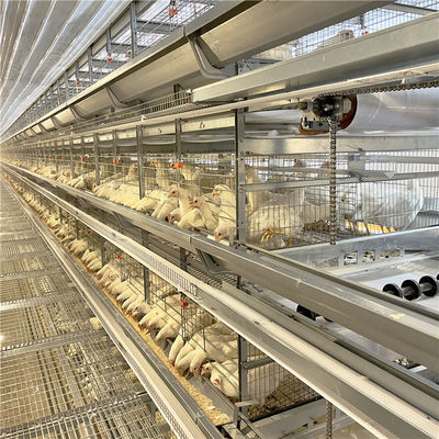 Jaula galvanizada del pollo de la capa del huevo de la avicultura para 5000 pájaros