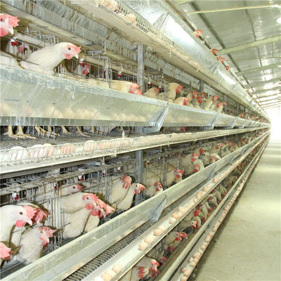 Tipo 4 soldadura de la granja H del alambre de acero de la jaula Q235 del pollo de la capa de la puerta