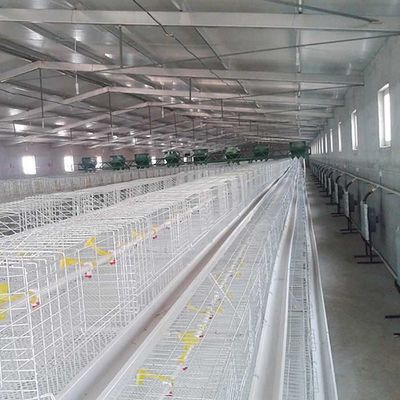 Vida útil larga de la jaula del pollo tomatero de la eficacia alta respetuosa del medio ambiente