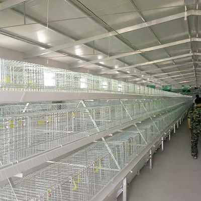 Jaula del pollo tomatero de la eficacia alta con la certificación del bebedor IS9001 de la entrerrosca