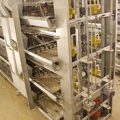 Servicio moderno comercial del arreglo para requisitos particulares de las puertas de la capacidad grande 8 de la jaula del polluelo del bebé