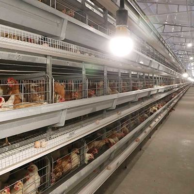 Los equipos de granja avícola de colocación automáticos que H mecanografía los pájaros 4Tiers 192 acodan la jaula del pollo de la batería para los mercados de África