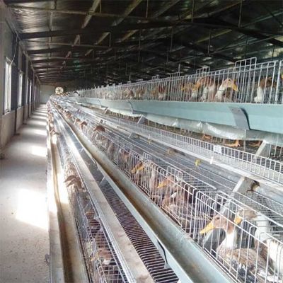 Las aves de corral de alta calidad Duck Cage, U forman la batería de acero Duck Cage For Sale