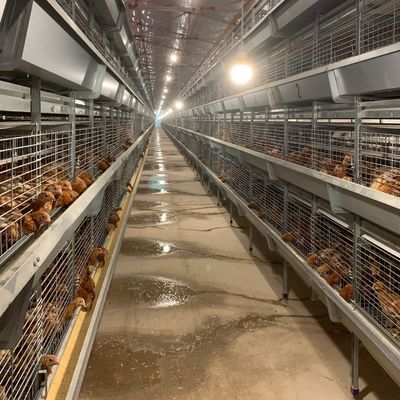 Sistema de la jaula de batería de 256 pájaros