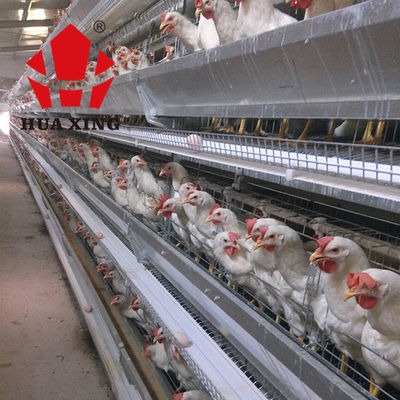 Jaula de colocación galvanizada caliente de Hen Farming Equipments Layer Chicken de los pájaros del fabricante 90 - 160 de la jaula