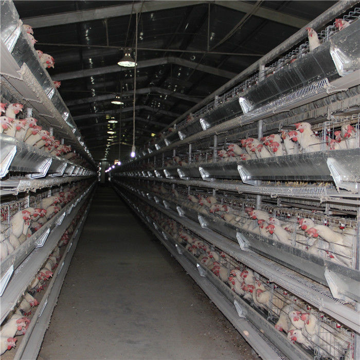 Consumición automática del equipo de granja avícola de la jaula del pollo del bebé de 192 pájaros