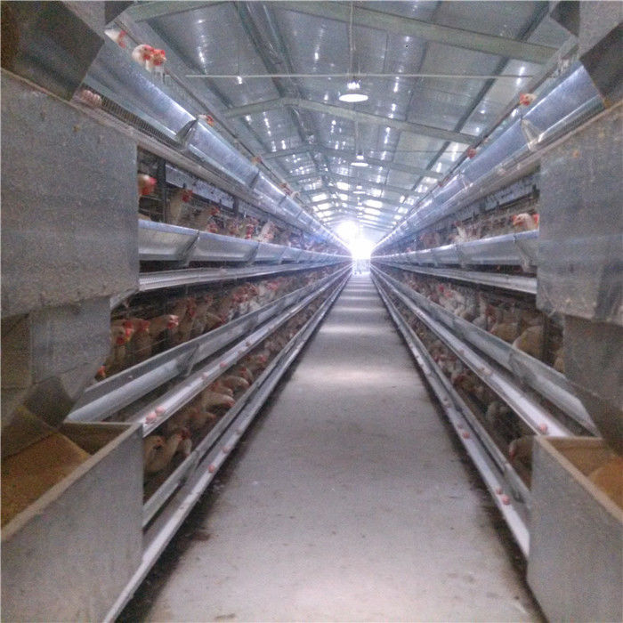 Sistema de la jaula de batería de los pájaros del marco 256 de H en la limpieza automática de la granja avícola