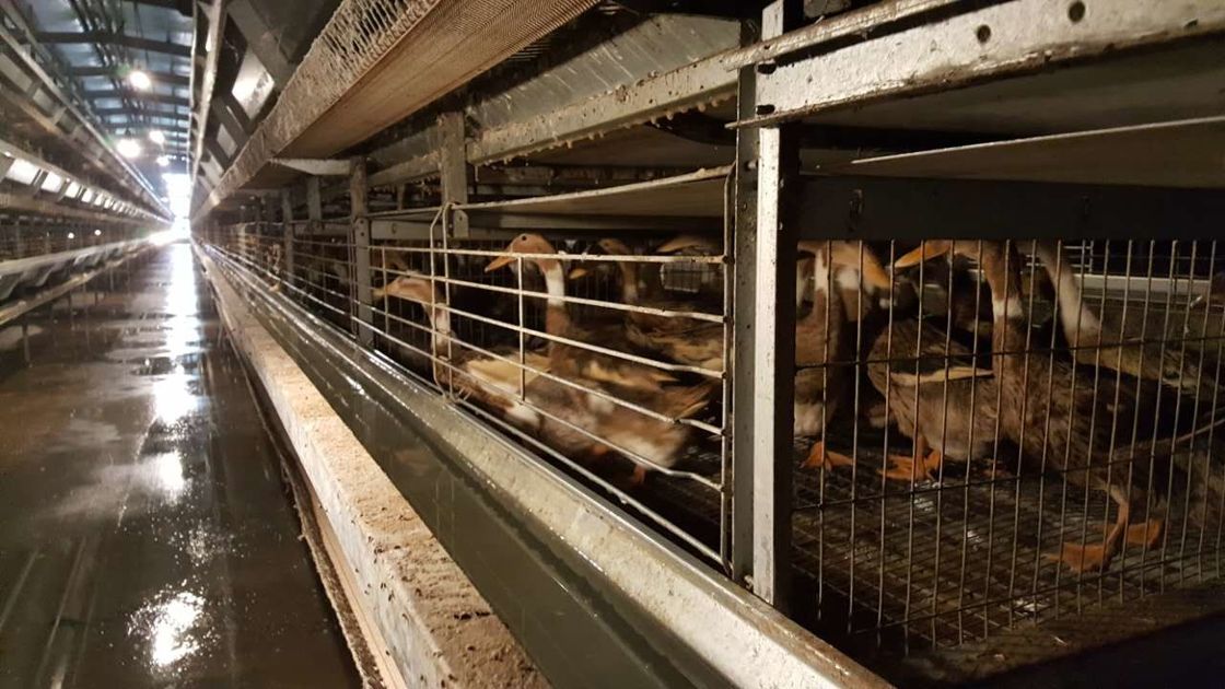 Aves de corral galvanizadas sumergidas calientes Duck Cage/jaula anti de las aves de corral del moho para los patos del huevo