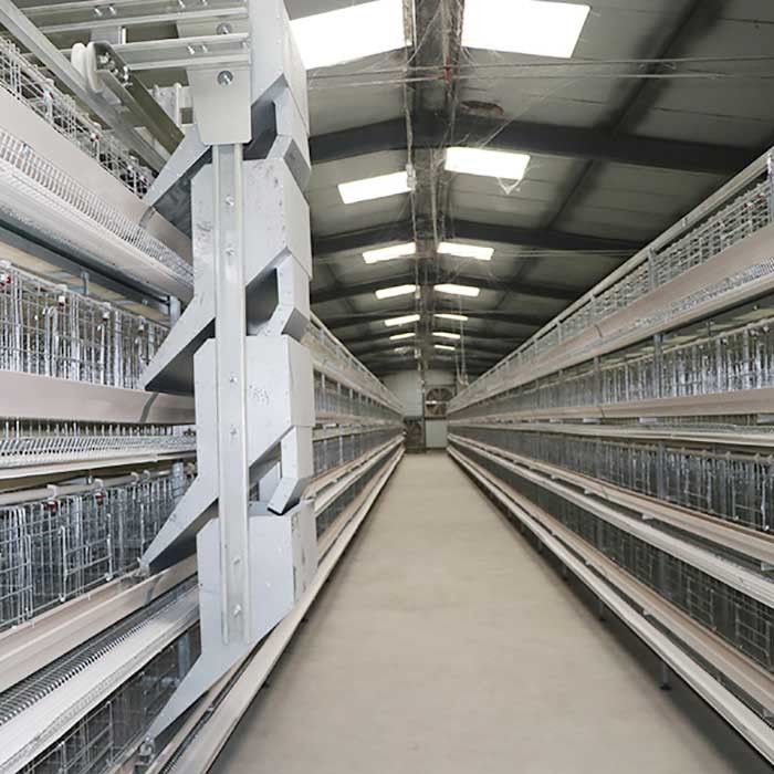Pájaros de la jaula 90 - 160 del pollo de las aves de corral de la eficacia alta/marco rígido del sistema
