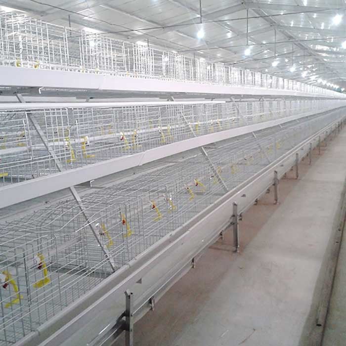 Vida útil larga de la jaula del pollo tomatero de la eficacia alta respetuosa del medio ambiente