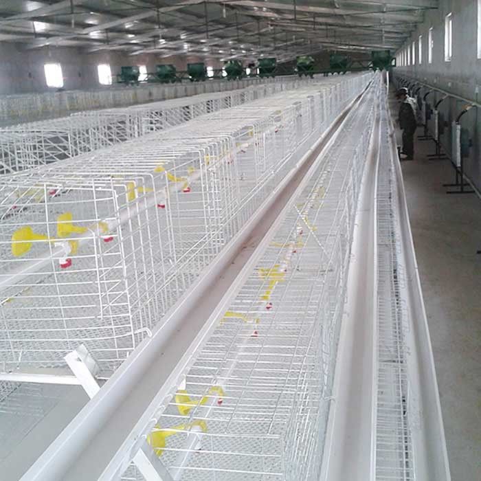 Resistente de alta temperatura de la jaula blanca de plata del pollo tomatero con el sistema de la alimentación/EC