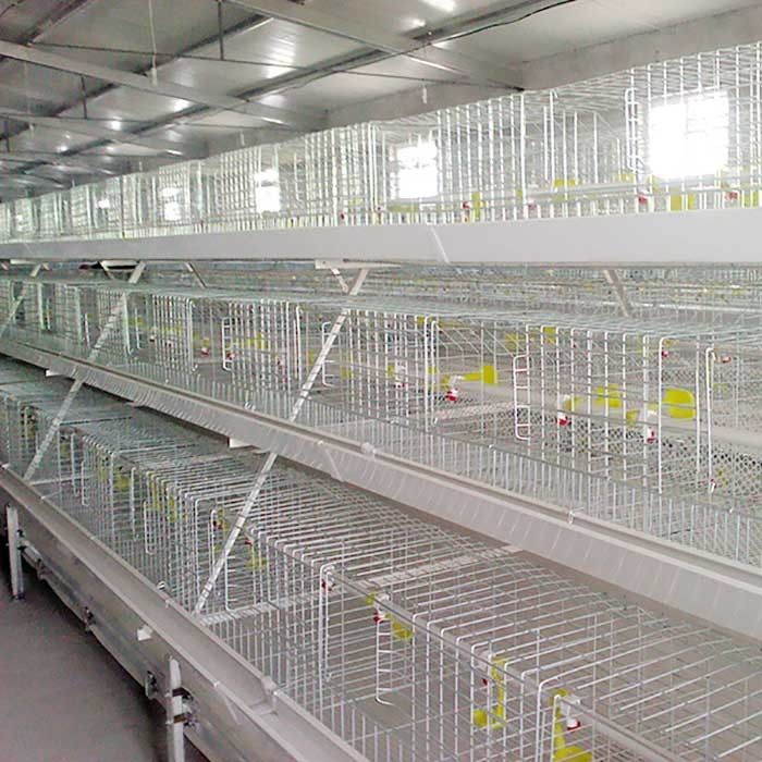 Resistente de alta temperatura de la jaula blanca de plata del pollo tomatero con el sistema de la alimentación/EC