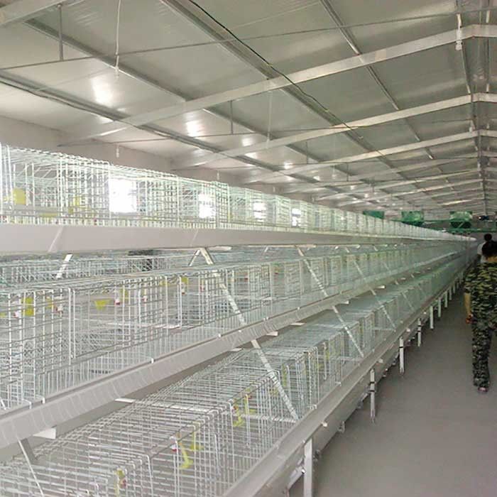 Jaula del pollo tomatero de la eficacia alta con la certificación del bebedor IS9001 de la entrerrosca