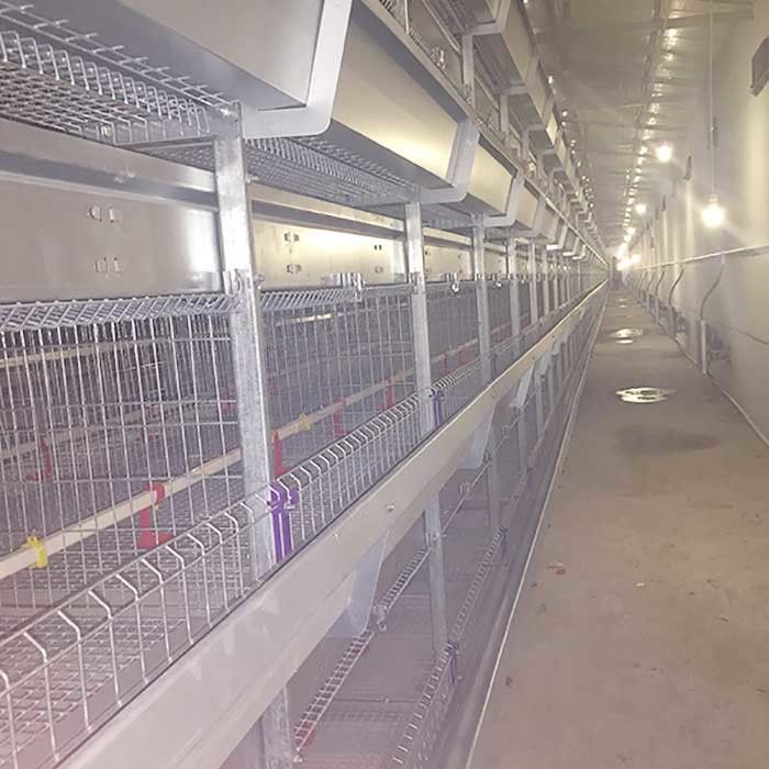 Puerta principal un tipo jaulas de la capa, jaula automática del pollo del diámetro del alambre de 2.3m m - de 4.2m m