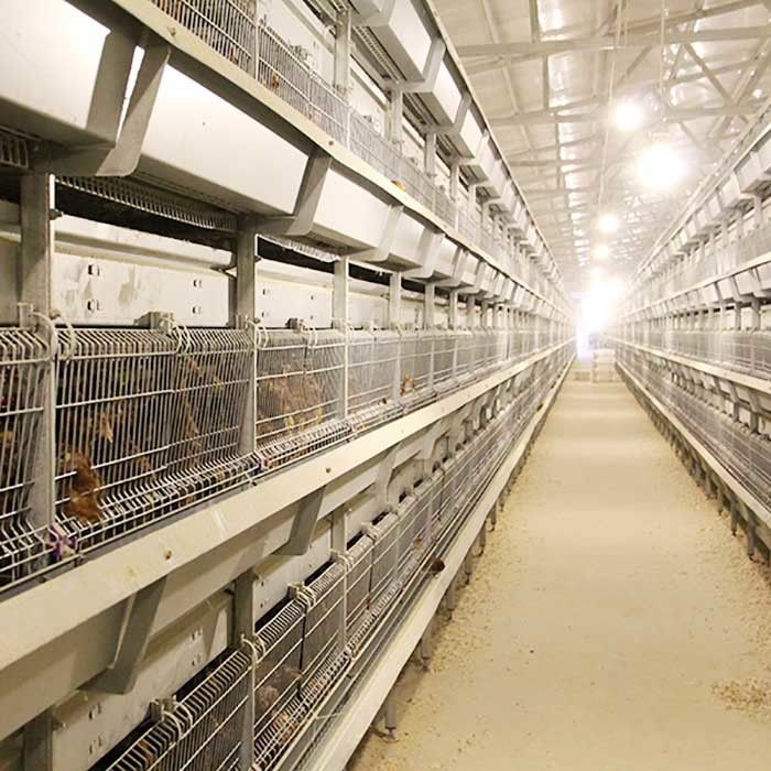 Tipo 4 jaulas modernas de las aves de corral de la grada, el 120CM de H fácil instalar jaulas del pollo del edificio