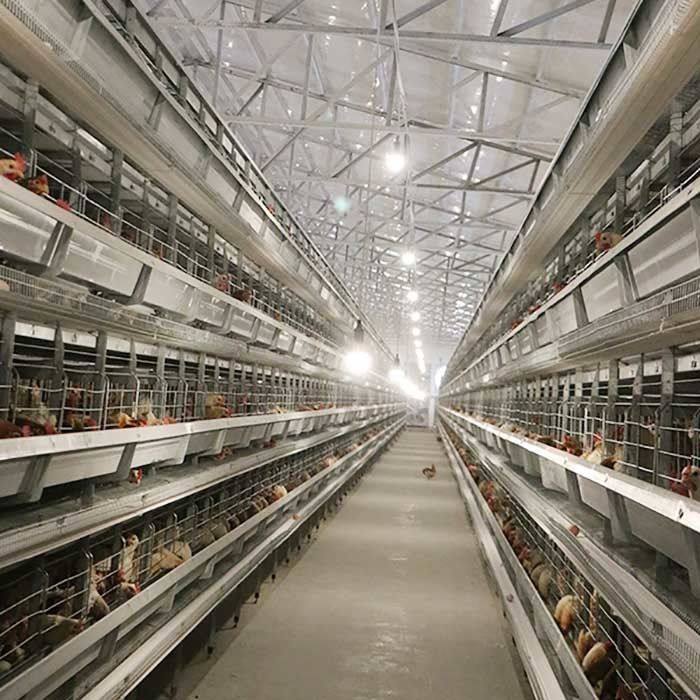 Los equipos de granja avícola de colocación automáticos que H mecanografía los pájaros 4Tiers 192 acodan la jaula del pollo de la batería para los mercados de África