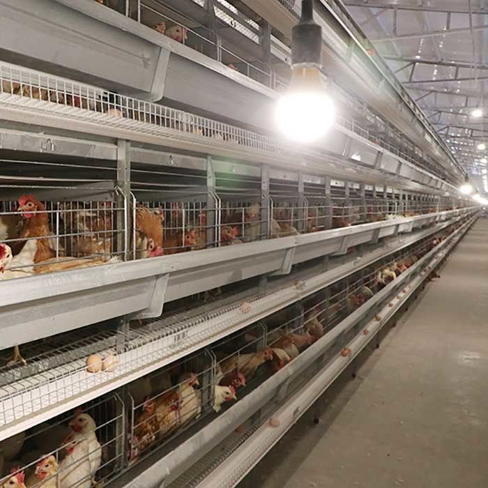 Los equipos de granja avícola de colocación automáticos que H mecanografía los pájaros 4Tiers 192 acodan la jaula del pollo de la batería para los mercados de África