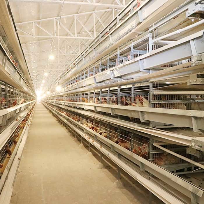 Los equipos de granja avícola de colocación automáticos que H mecanografía los pájaros 4Tiers 192 acodan la jaula del pollo de la batería para los mercados de África