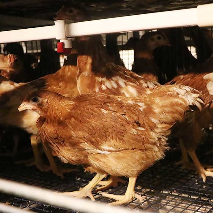 La jaula del pollo de la capa del alambre de acero Q235 crea para requisitos particulares con el sistema de alimentación/de consumición