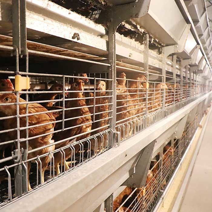 Funcionamiento estable 0 de la jaula del pollo de las aves de corral del alambre de acero Q235 - poder 20kw para la granja