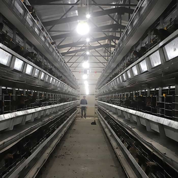 Funcionamiento estable 0 de la jaula del pollo de las aves de corral del alambre de acero Q235 - poder 20kw para la granja