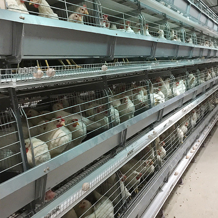 Tipo equipo automático de la Arabia Saudita H de la avicultura del sistema Indonesia de la jaula del pollo de la batería