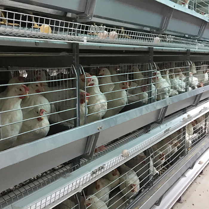 Tipo equipo automático de la Arabia Saudita H de la avicultura del sistema Indonesia de la jaula del pollo de la batería