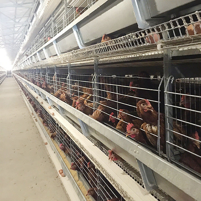 Granja que aumenta el ahorro de trabajo de la eficacia alta de la jaula del pollo de la capa con la iluminación