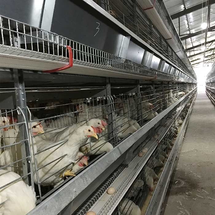 Tipo equipo automático de la Arabia Saudita H de la avicultura del sistema Indonesia de la jaula del pollo de la batería