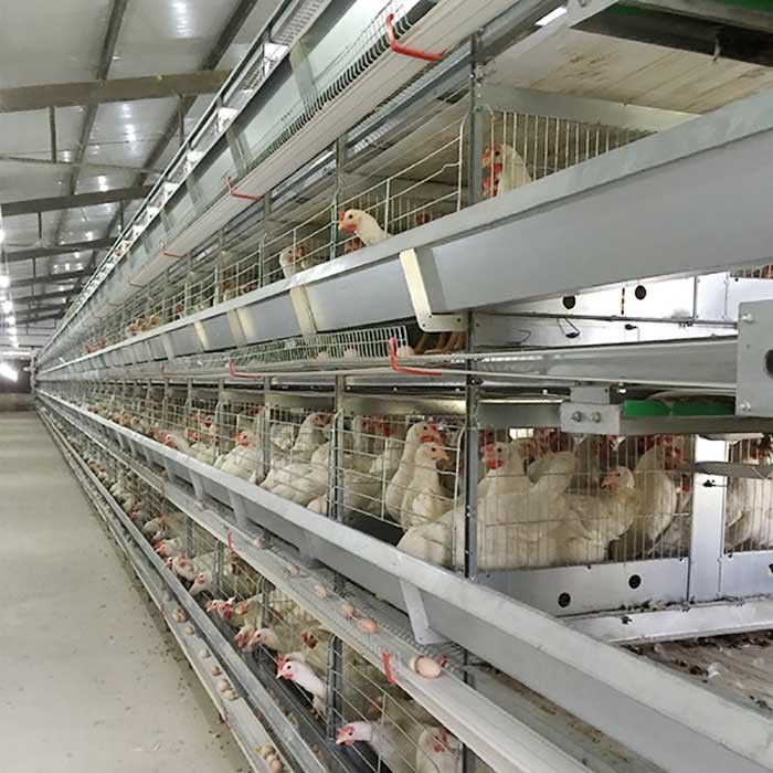 Granja que aumenta el ahorro de trabajo de la eficacia alta de la jaula del pollo de la capa con la iluminación
