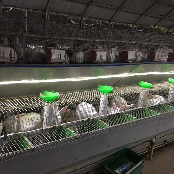 La consumición automática/limpieza de la granja de la jaula estable del conejo 25 años utiliza vida