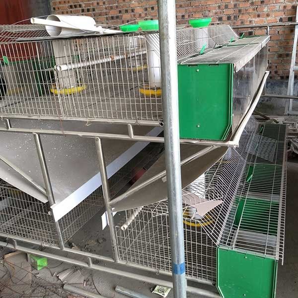 Caliente sumergido galvanizado 24 jaulas del conejo de la granja de las células con el sistema automático de la limpieza