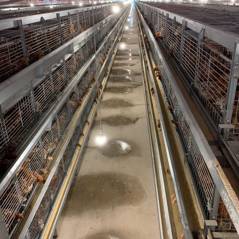 Tipo de acero galvanizado caliente jaula del 120*60*70cm H de la capa