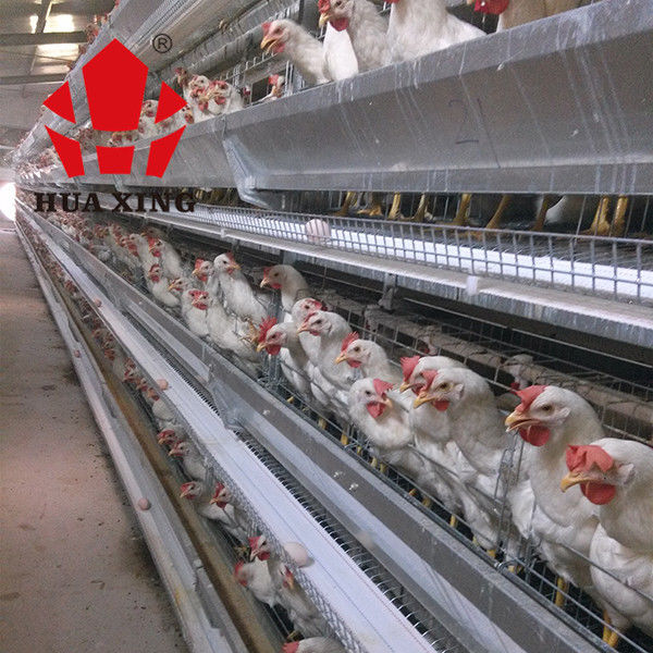 Pollo completamente automático del aumento de Chick Battery Poultry Cage For del bebé de 192 pájaros