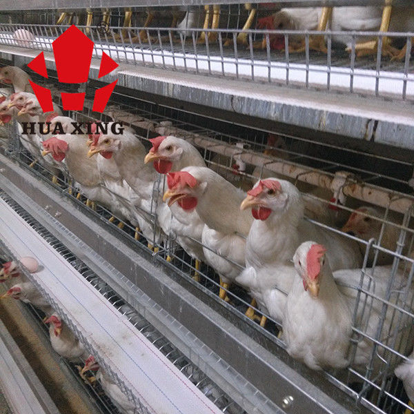 Jaula de colocación galvanizada caliente de Hen Farming Equipments Layer Chicken de los pájaros del fabricante 90 - 160 de la jaula