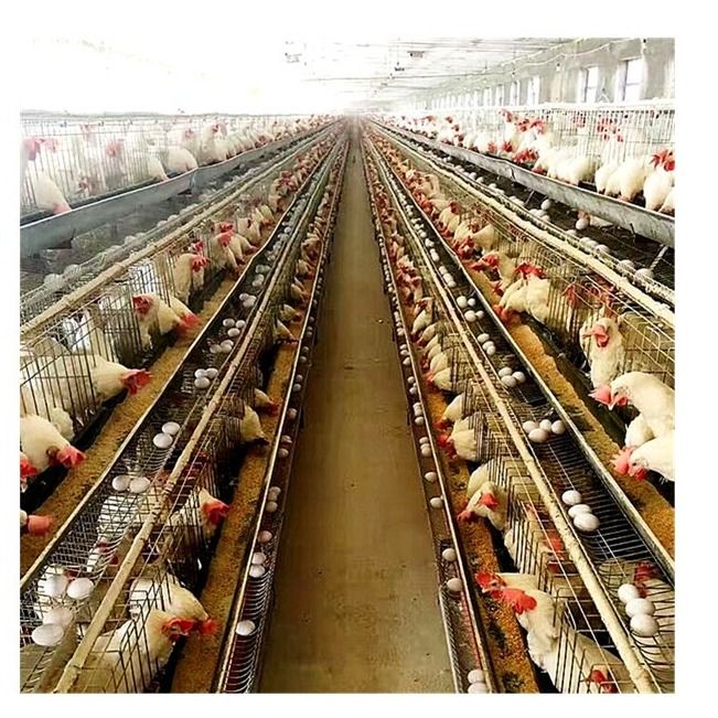 El tipo galvanizado caliente capa de Q235 A enjaula 20 años de sistema de consumición automático