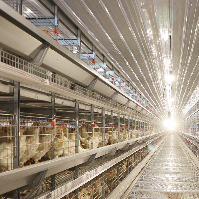 El tipo 256 pájaros de H/fijó la avicultura automatizada del sistema de la jaula de batería